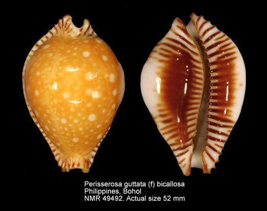 Perisserosa guttata (f) bicallosa (2).jpg - Perisserosa guttata (f) bicallosaRaybaudi Massilia,1985